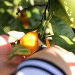 京都から日帰りで行ける貸切バス利用の味覚狩り