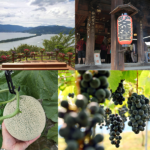 社員旅行・団体旅行で行く海の京都京丹後フルーツ狩りと天橋立